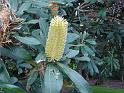 Banksia integrifolia